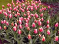 Beautiful floral background, red and white tulips and greenery, a large flower bed with red and white flowers Royalty Free Stock Photo