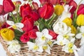 Beautiful floral background of red, yellow tulips and white daffodils Royalty Free Stock Photo