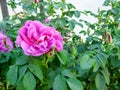 Bright magenta flower of an ornamental wild rose among the juicy green foliage Royalty Free Stock Photo