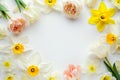 Beautiful floral background. Spring flowers frame, layout with yellow and white daffodils and white tulips on white Royalty Free Stock Photo