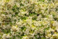 Beautiful floral background. Star Jasmine in bloom. Liana with green leaves and white flowers Royalty Free Stock Photo