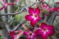 Beautiful floral background Tropical flower Pink Adenium Desert Rose Royalty Free Stock Photo