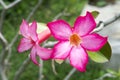 Beautiful floral background Tropical flower Pink Adenium Desert Rose Royalty Free Stock Photo