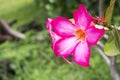 Beautiful floral background Tropical flower Pink Adenium Desert Rose Royalty Free Stock Photo