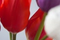Beautiful floral background tulips. Multi-colored flowers on a white