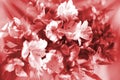 Beautiful floral background in warm red and white soft colors, lily flowers in sun rays closeup Royalty Free Stock Photo