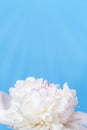 Beautiful floral background from white peonies with sunlight. Tender flowers petals close up. Natural flower backdrop