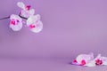 Beautiful floral background. White and pink phalaenopsis orchids on a purple background. Pastel colors. Tropical flower Royalty Free Stock Photo