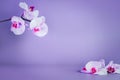 Beautiful floral background. White and purple phalaenopsis orchids on a light violet, very peri background. Pastel Royalty Free Stock Photo