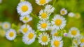 Floral background of wild purple flowers at green Royalty Free Stock Photo