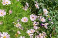 Beautiful floral background of wild mexican flowers, many beautiful pink cosmos flowers blossom on a meadow in nature, pollination