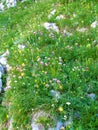 Beautiful floral background with yellow, pink, white and blue flowers incl. red clover and blue round-headed rampion