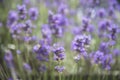 Beautiful floral blurred lavender background