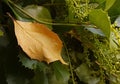 Beautiful floral botanical close up image of a flower in superb detail