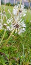 Beautiful floral botanical close up image of a flower in superb detail dandelion grass