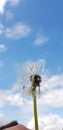 Beautiful floral botanical close up image of a flower in superb detail dandelion grass