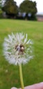 Beautiful floral botanical close up image of a flower in superb detail dandelion grass