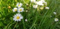 Beautiful floral botanical close up image of a flower in superb detail grass