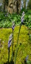 Beautiful floral botanical close up image of a flower in superb detail grass