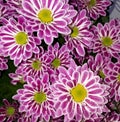 Chrysanthemum, chamomile, flower, white, lilac, pink, stripes, yellow