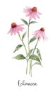 Beautiful floral clip art with watercolor hand drawn summer wild field echinacea flower. Stock illustration.