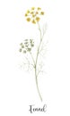 Beautiful floral clip art with watercolor hand drawn summer wild field fennel flower. Stock illustration.