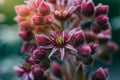 Beautiful Floral flower sempervivum or liveforever blossoming next to white edelweiss