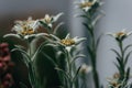 Beautiful Floral flower sempervivum or liveforever blossoming next to white edelweiss