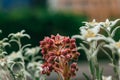 Beautiful Floral flower sempervivum or liveforever blossoming next to white edelweiss