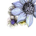 Beautiful floral hand drawn watercolor bouquet with violet daisy and gray flowers, isolated on white background Royalty Free Stock Photo