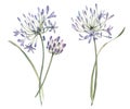 Watercolor allium flower illustration