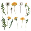 Watercolor dandelion blowball illustration