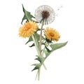 Watercolor dandelion blowball illustration Royalty Free Stock Photo