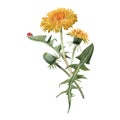 Watercolor dandelion blowball illustration