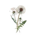 Watercolor dandelion blowball illustration