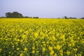 Floral Landscape View of Rapeseed in a field with blue sky in the countryside of Bangladesh