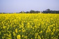 Floral Landscape View of Rapeseed in a field with blue sky in the countryside of Bangladesh