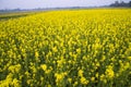 Floral Landscape View of Rapeseed in a field with blue sky in the countryside of Bangladesh