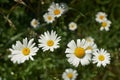 Beautiful floral nature background. Many fresh wild daisy flowers growing in summer sunny meadow outside. Royalty Free Stock Photo