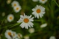 Beautiful floral nature background. Many fresh wild daisy flowers growing in summer sunny meadow outside. Royalty Free Stock Photo