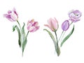 Beautiful floral painting with watercolor gentle blooming tulip flowers. Stock illustration.