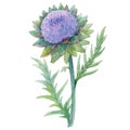 Beautiful floral painting with watercolor gentle blue blooming artichoke flowers. Stock illustration.