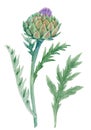 Beautiful floral painting with watercolor gentle blue blooming artichoke flowers. Stock illustration. Royalty Free Stock Photo