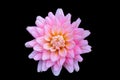 Beautiful floral pink Dahlia flower on black background Royalty Free Stock Photo