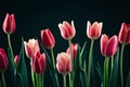 beautiful floral pink red tulips. bouquet of tulip flowers isolated on a black background. perfect for cards, wallpaper, etc Royalty Free Stock Photo