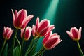 beautiful floral pink red tulips. bouquet of tulip flowers isolated on a black background. perfect for cards, wallpaper, etc Royalty Free Stock Photo