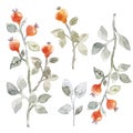 Beautiful floral set with cute watercolor hand drawn abstract wild dog rose flowers. Stock illustration.