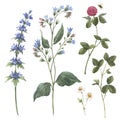 Beautiful floral set with hand drawn watercolor borago flowers. Stock illustration.