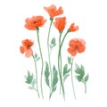 Beautiful Floral Set With Hand Drawn Watercolor Gentle Red Spring Poppy Flowers. Stock Bouquet Illustration.