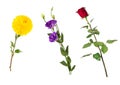 Beautiful floral set vivid red rose, bright yellow chrysanthemum, purple eustoma on stems with green leaves